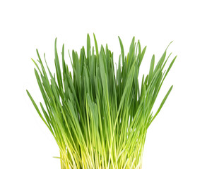 Green grass isolated on white background. Side view