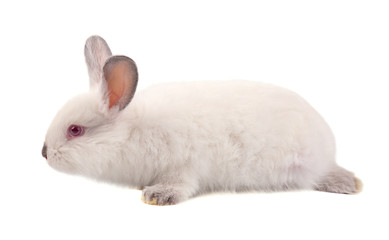 Obraz premium Pretty white fluffy Bunny isolated on white background. White rabbit isolated