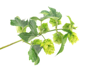 Fresh green hop branch, isolated on white background. Macro