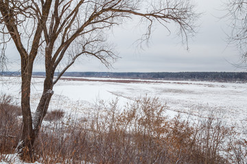Naklejka na ściany i meble Tree on the shore of a frozen river