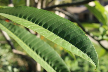 Long green leaf frond