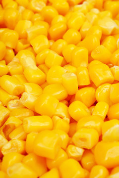 Corn texture. Yellow corns as background. Corn vegetable pattern. Shiny yellow corn grains. Food photo.