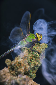 Macro detail of dragonfly sitting on cannabis nug with smoke rings