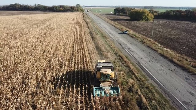 Harvester collects corn cobs in a field in autumn. aerial survey