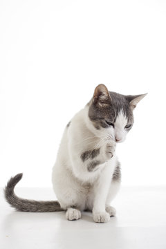 Domestic cat on isolated white background. Cat wanting food. Trained cat. Animal mammal pet. Beautiful grey white young kitten on isolated white studio photo background. Cat cleaning.