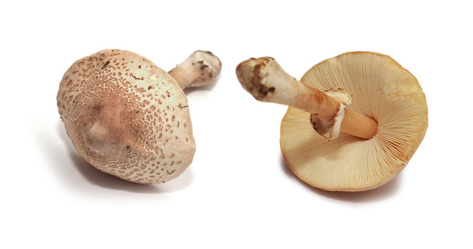 amanita rubescens mushroom