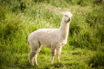 white alpaca llama green grass background