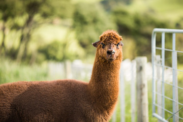 brown alpaca looking closeup macro fence in background