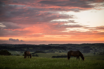 Fototapeta na wymiar sunset with horses green plains farm