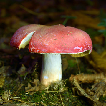 russula rosea mushroom