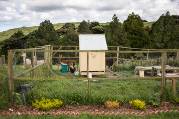 homestead chicken coop alpacas farm © Char Beck
