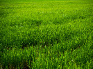 Rice fields,close up of yellow green rice field