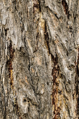 Obraz premium Bark of a tree close up, texture