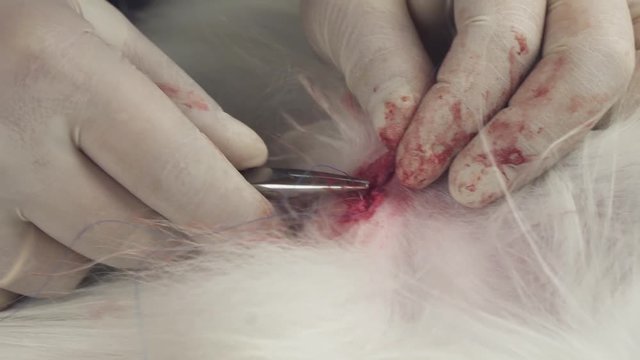 Operation on castration of dog close-up stock footage video