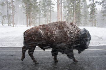 Buffalo at Yellowstone NP