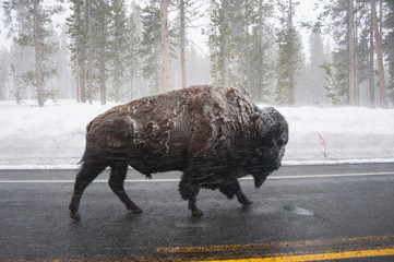 Buffalo at Yellowstone NP © David