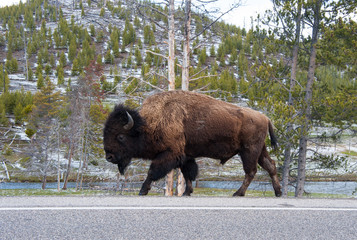 Buffalo at Yellowstone NP © David
