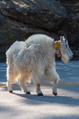 Moutain Goat at Mt. Rushmore