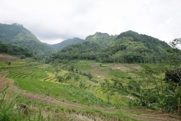 Javanese Rice Terrace