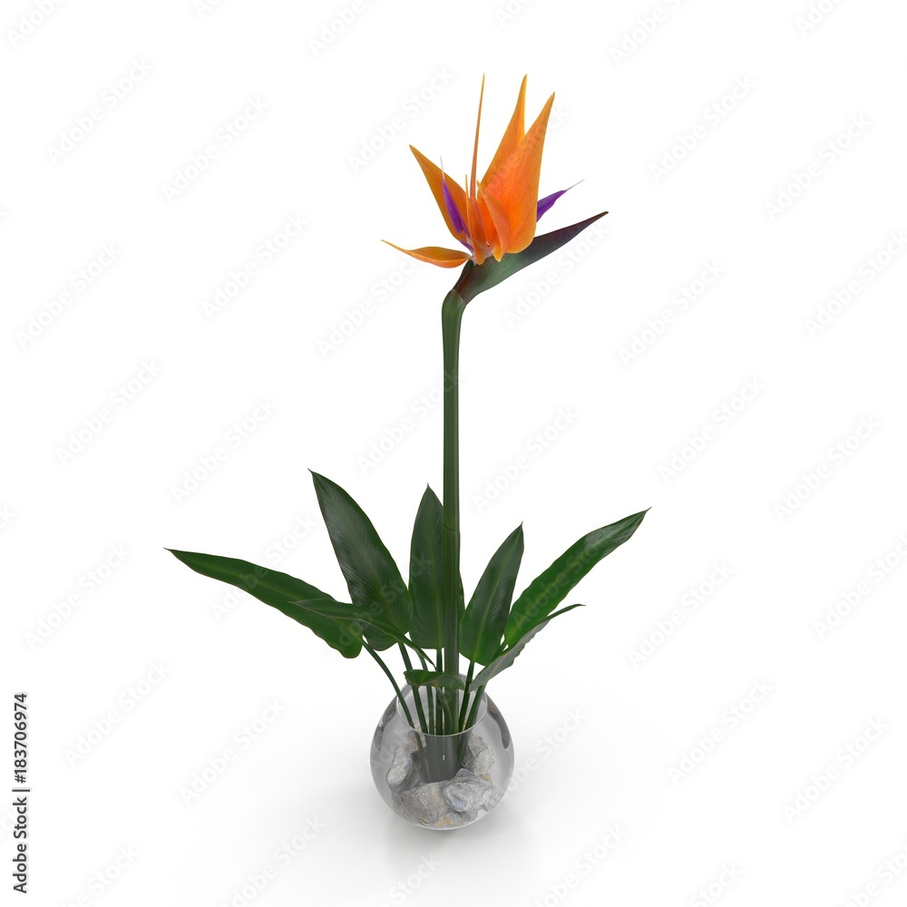 Poster Bird of Paradise Flower in Glass Vase on a white. 3D illustration