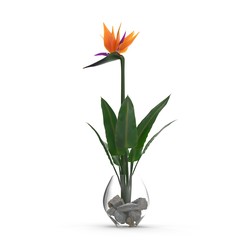 Bird of Paradise Flower in Glass Vase on a white. 3D illustration