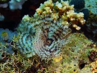 Tube worm