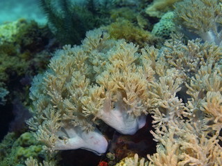 Soft coral