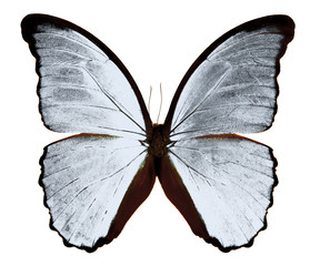 Fototapeta na wymiar butterfly Morpho