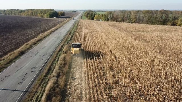 Harvester collects corn cobs in a field in autumn. aerial survey