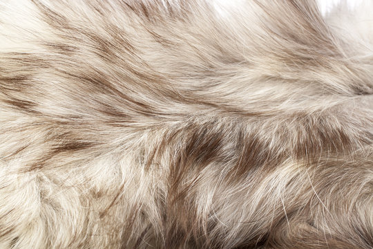 Silver fox real fur closeup. Fox wolf real fur texture pattern. Silver grey fur coat.