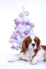 Dog with christmas tree. Christmas animal pet. Studio photo with white background and christmas tree ornaments. Cute puppy dog celebrate holiday. Pet photos.