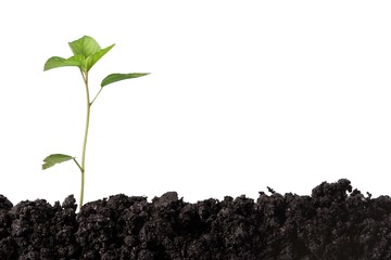 Newborn oak tree - isolated