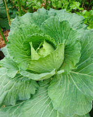 Green Cabbage or Cruciferae in the organic plots.This is the good vegetable for healthy.