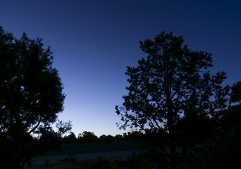 Fototapeta na wymiar Tree tops against the night sky