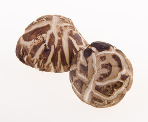 Dried mushroom closeup on background