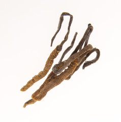 Cordyceps sinensis or cordyceps sinensis king on background.