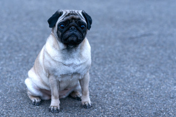 Fototapeta premium Cute pug smiling and sitting on ground