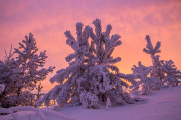 Маленькие сосны на фоне розового неба зимой. © osv164