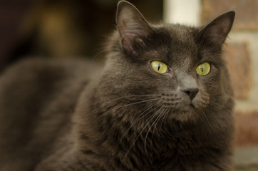 Russian blue dark mood