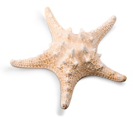 Starfish Isolated