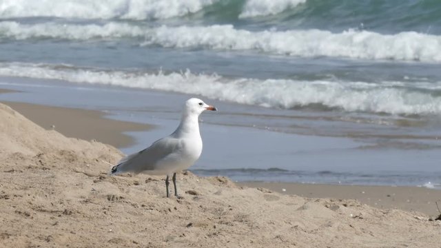 Big beautiful white seagull walks on the shore of the clear blue sea on the sand