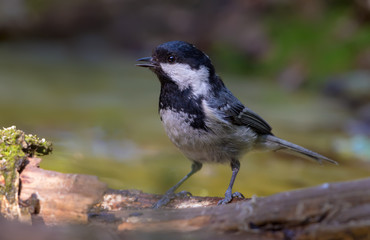 Coal Tit crying near a water pond in the forest