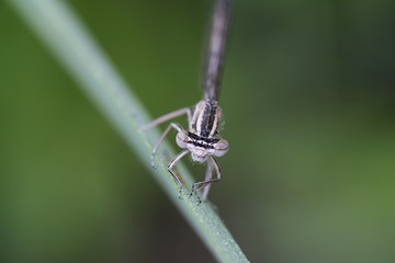 Blue featherleg or white-legged damselfly, Platycnemis pennipes