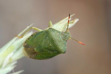 Green shield bug, Palomena prasina