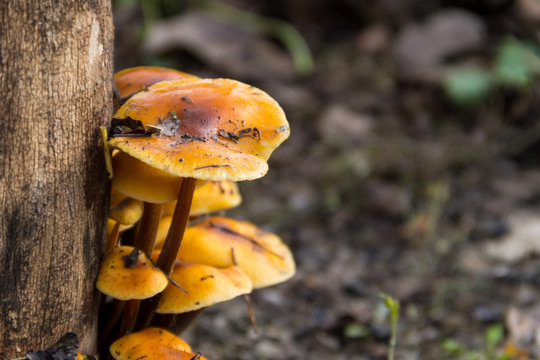 Honey fungus growing on a stump in the forest