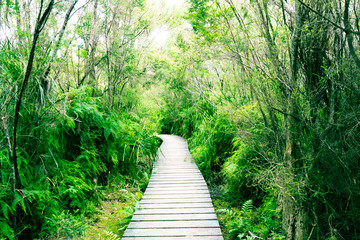 Trail through the rainforest