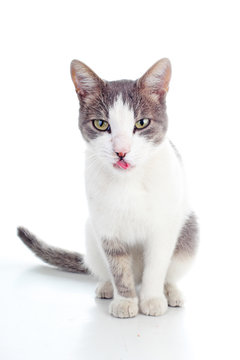 Domestic cat on isolated white background. Cat wanting food. Trained cat. Animal mammal pet. Beautiful grey white young kitten on isolated white studio photo background. Cat with beautiful eyes Silver