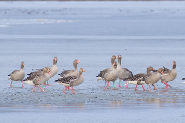 Greylag Geese in winter