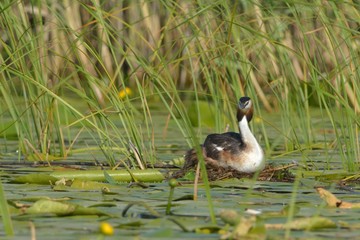 Great Crested Grebe on Nest