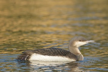 Black Throated Loon or Diver on water